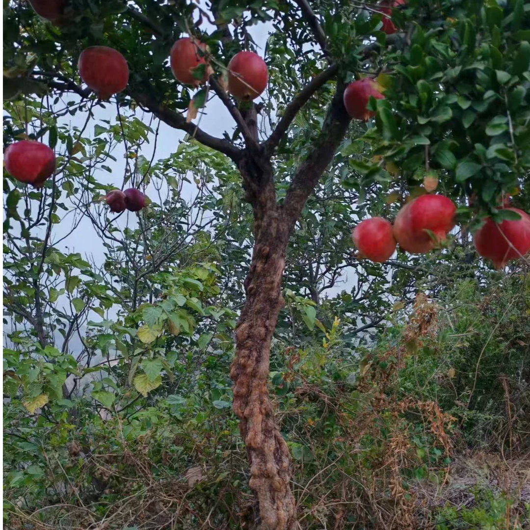盆景 地栽 一物一拍