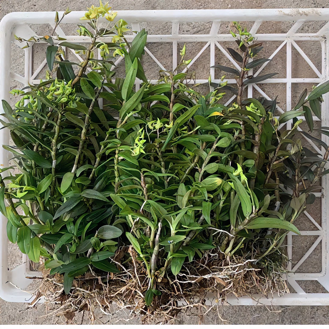 【称斤苗】雁荡山铁皮石斛三年红杆苗花园绿植黄色花可食用石斛兰