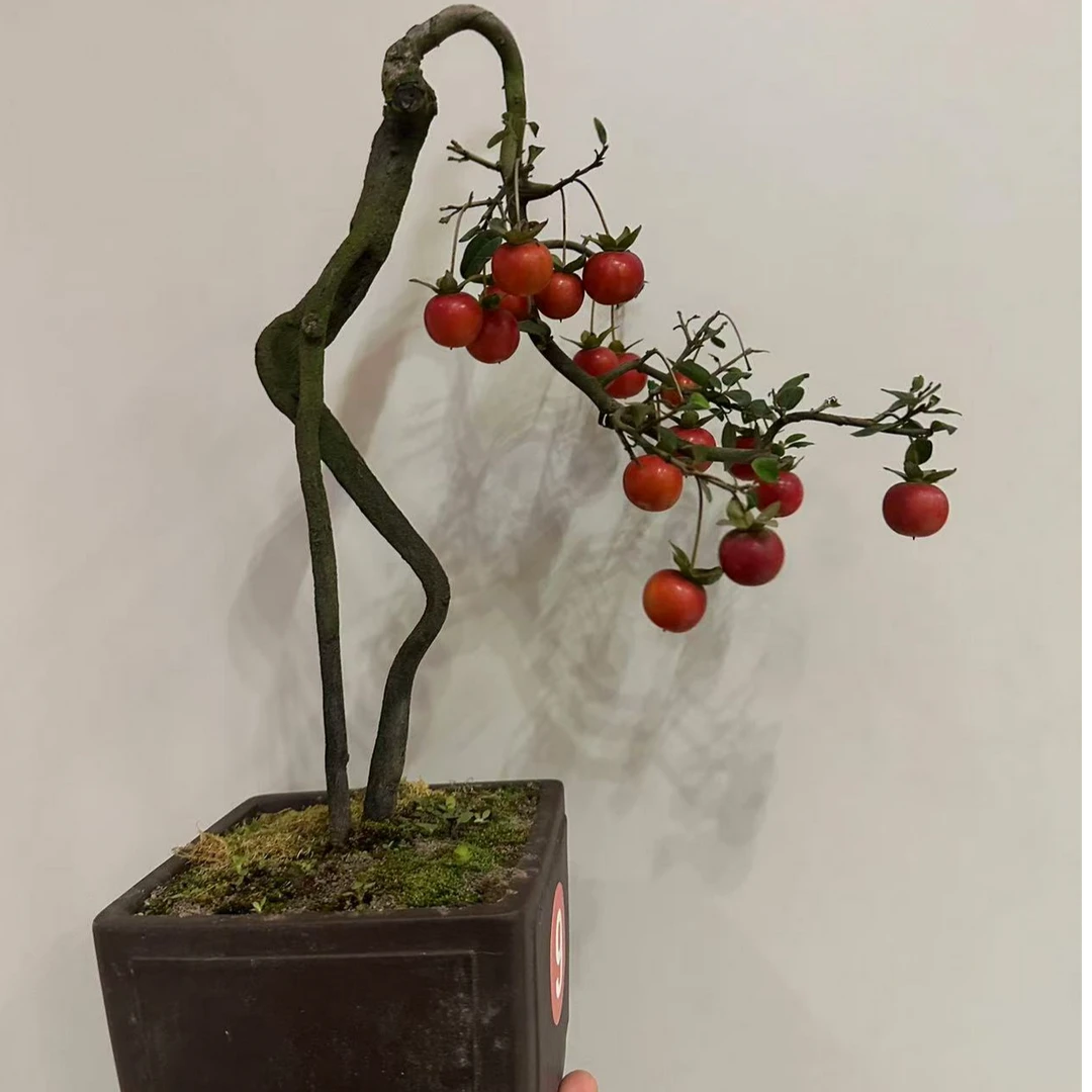 一物一拍，棠梨造型精品盆景地栽盆栽室内室外阳台种植（不包邮)