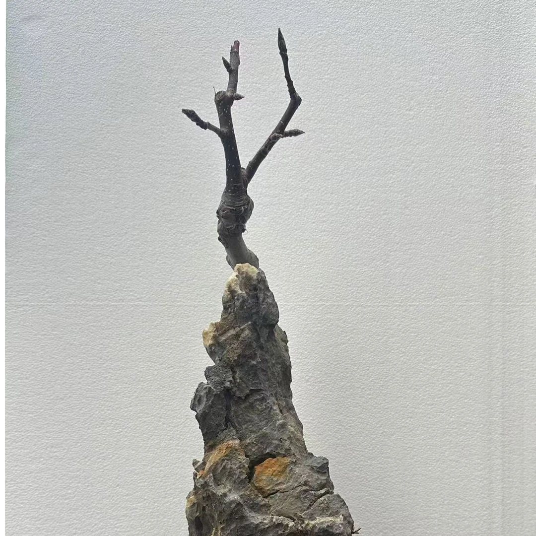 一物一拍抱石棠梨造型精品盆景地栽盆栽室内室外阳台种植（不包邮）