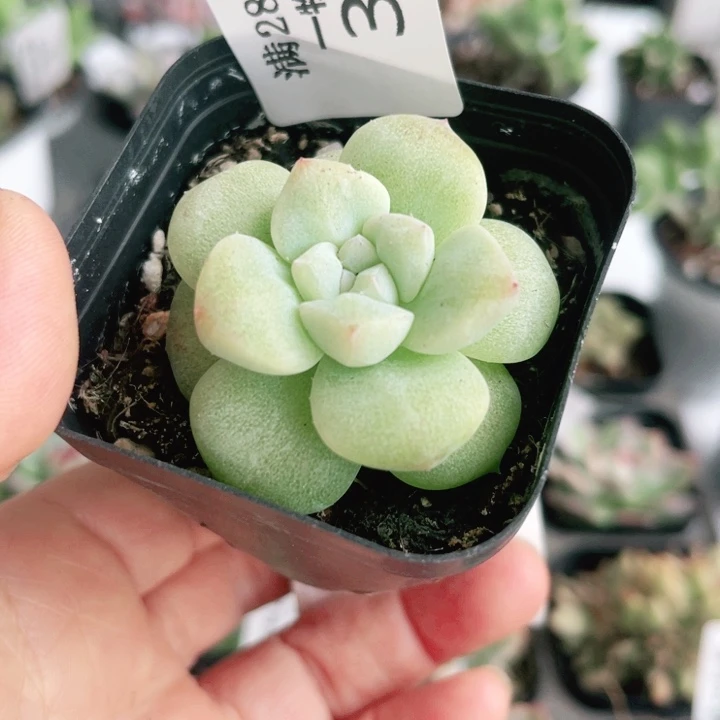 32冰玉石化锦多肉植物