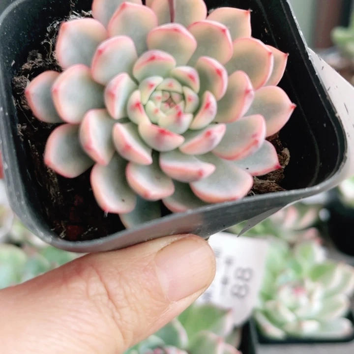 姬莲锦多肉植物多肉