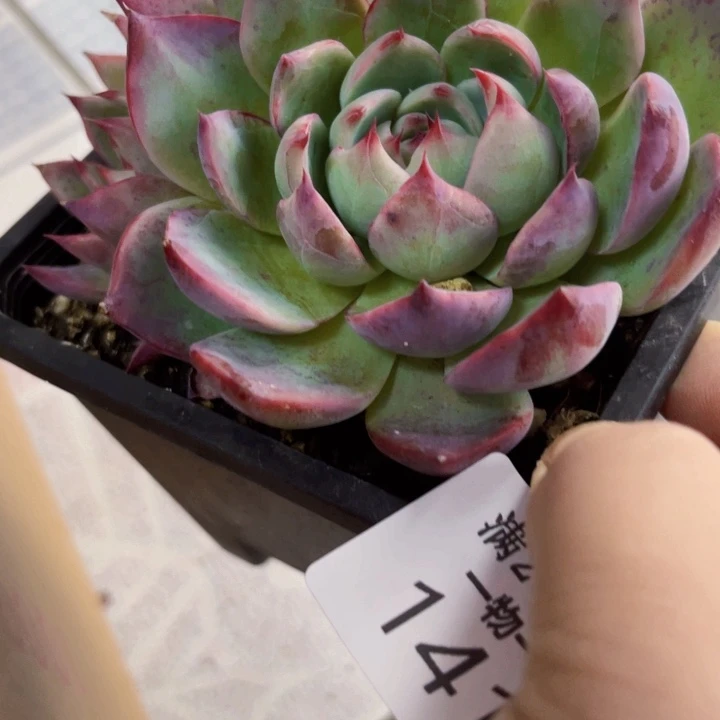 141惊鸿仙子多头多肉植物