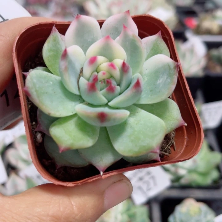 144吉娃娃锦多肉植物