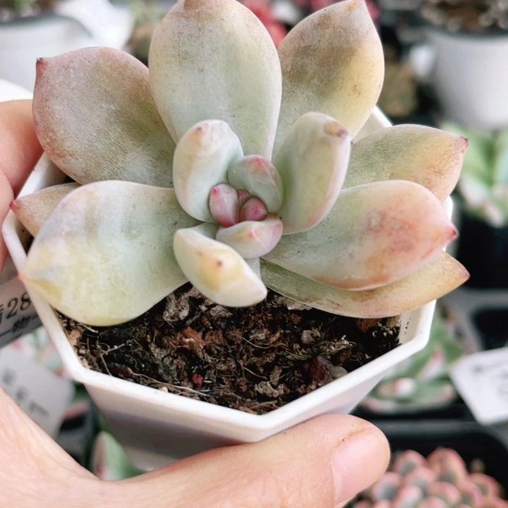 橙子锦多肉植物114