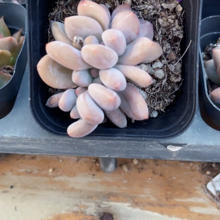 ?****?多肉植物朵朵缀248