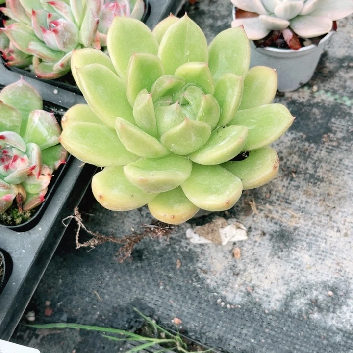 珍妮多肉植物67多肉