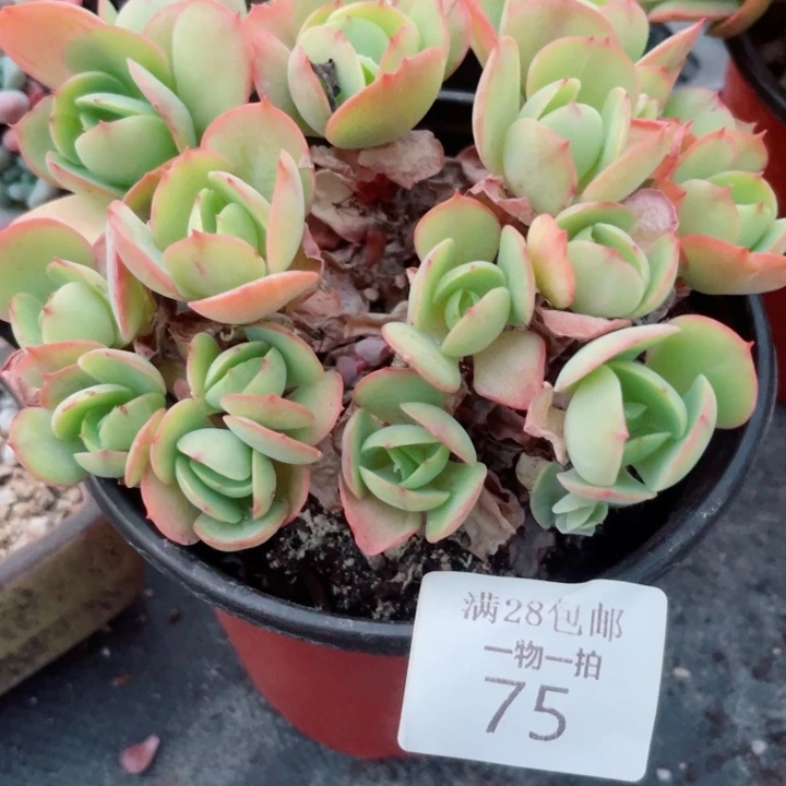 不包整多肉植物多肉