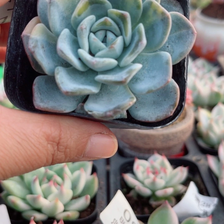 冰玉锦多肉植物160