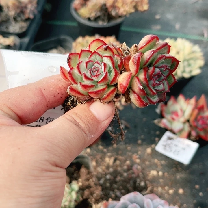 多肉植物多肉植物59