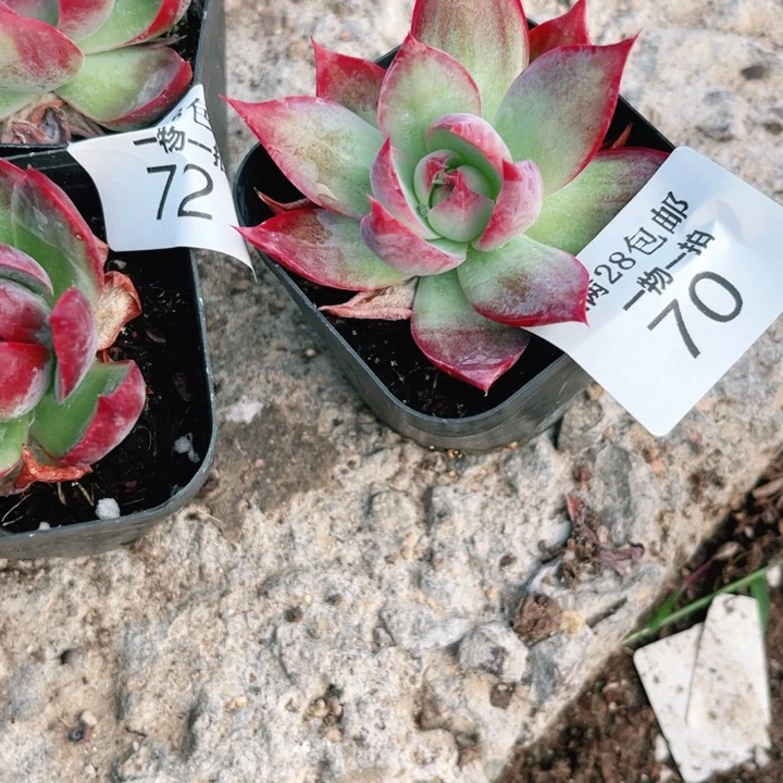 70惊鸿多肉植物多肉