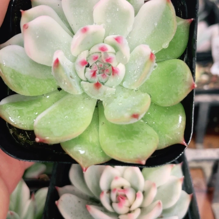 125吉娃娃锦多肉植物