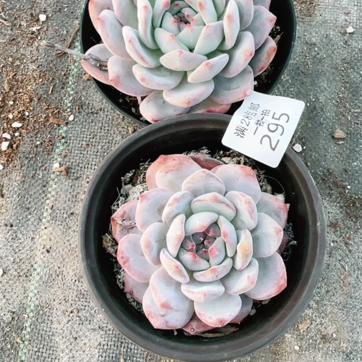 295多肉植物多肉植物