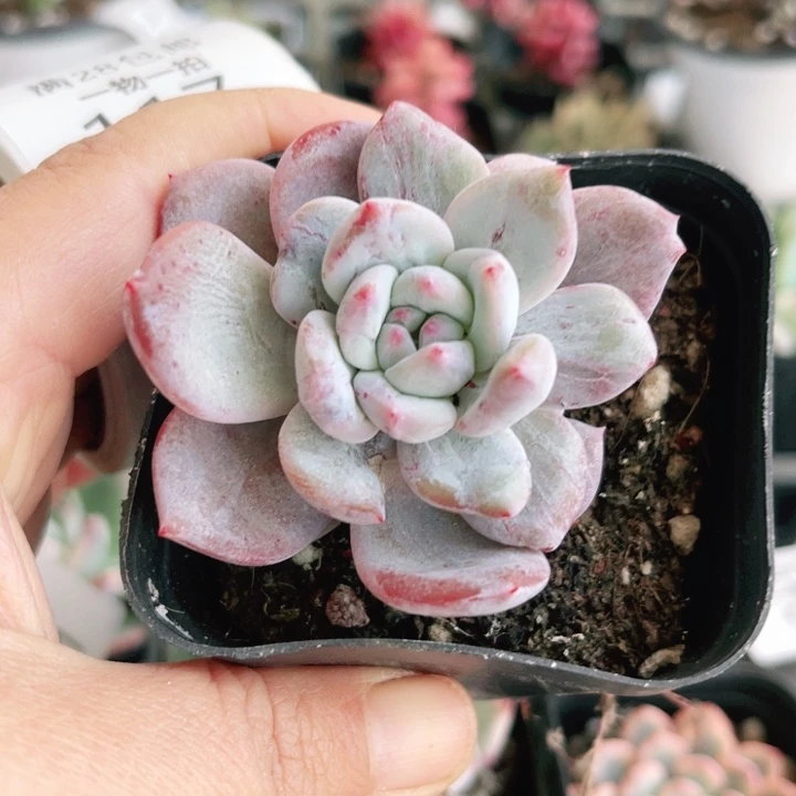 是他锦多头是石化多肉植物117