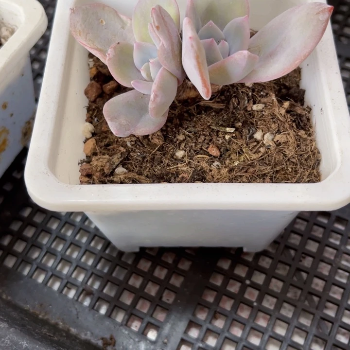 奶茶多肉植物196