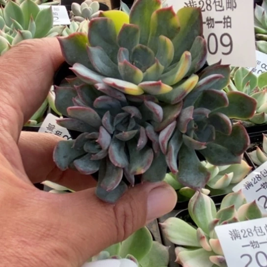 暗冰锦多肉植物209