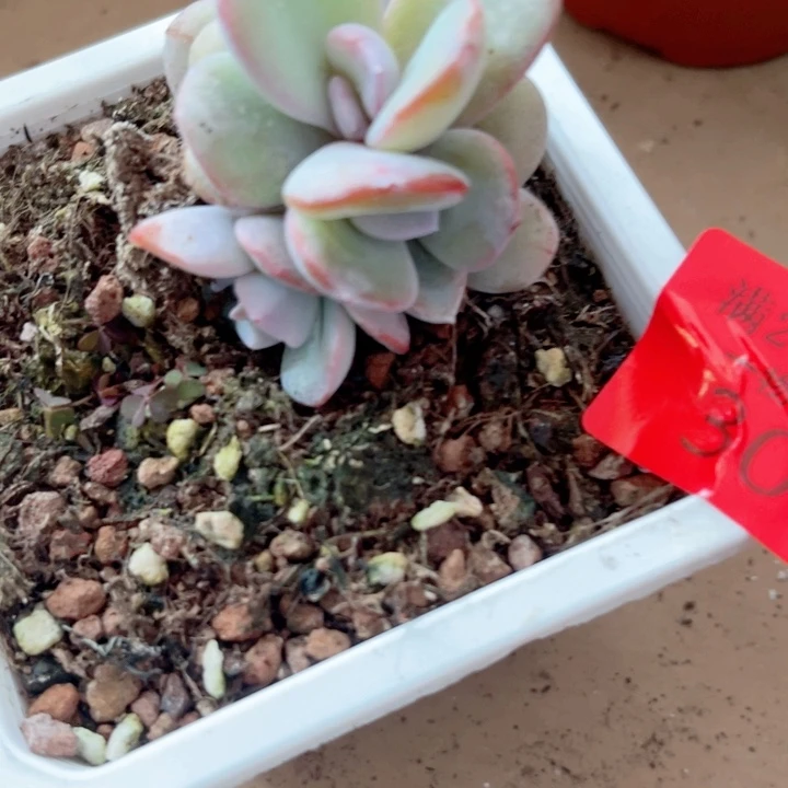 奶茶多肉植物30多头