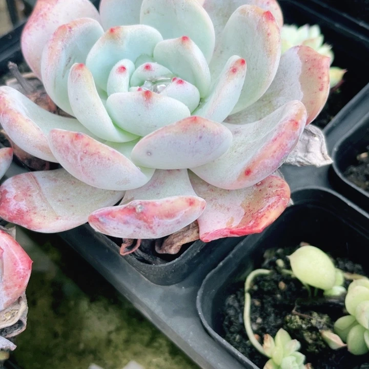 招**羊多肉植物多肉107