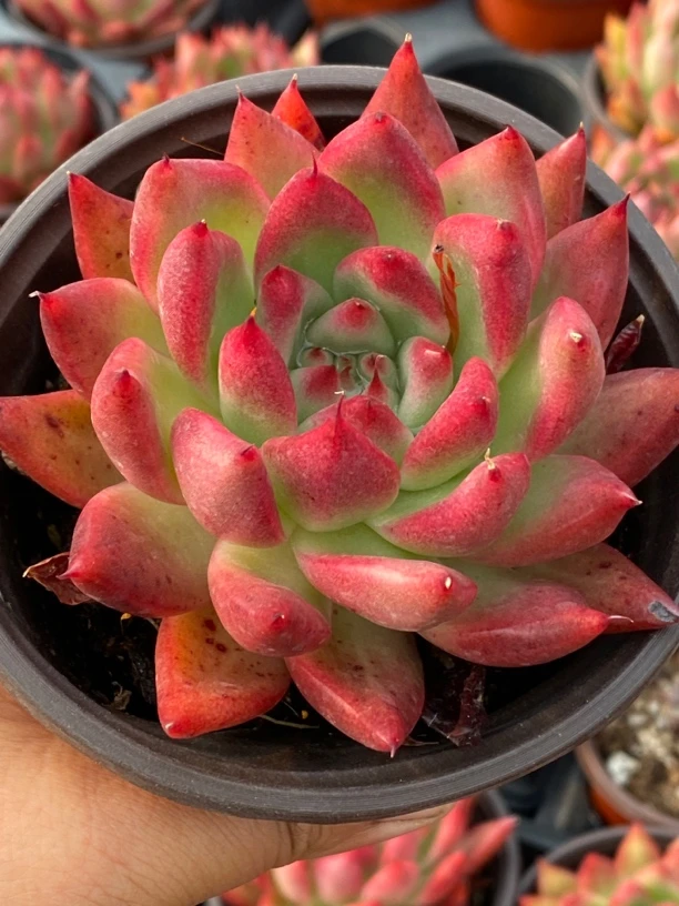 弗兰克佛兰克多肉红色多肉新手好养多肉12厘米盆买一送一