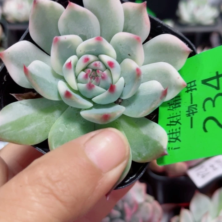 234吉娃娃锦多肉植物