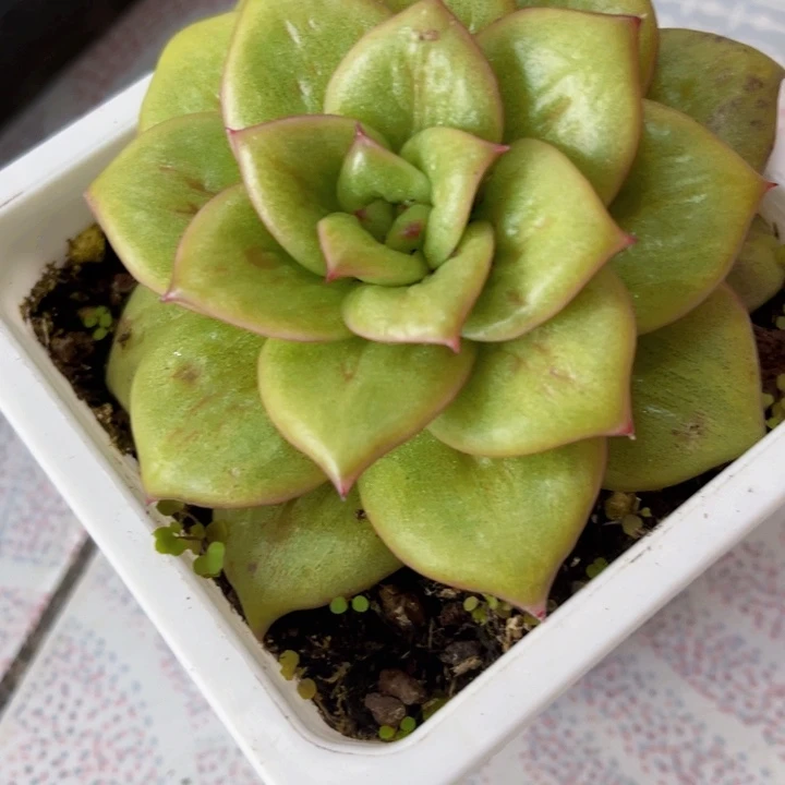 蔷薇玛利亚锦多肉植物185