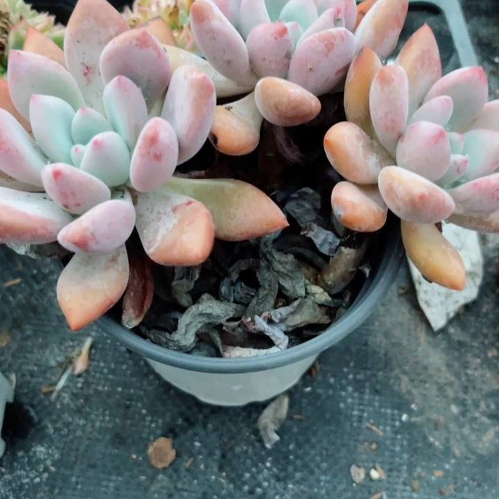 奥普琳娜多头多肉植物