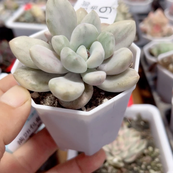 奥普锦多肉植物219