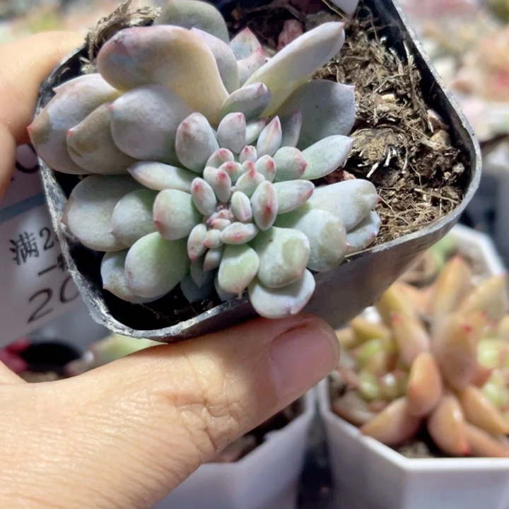 橙子缀多肉植物203