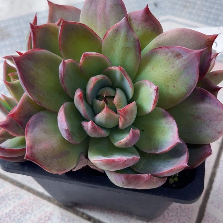 139惊鸿多肉植物