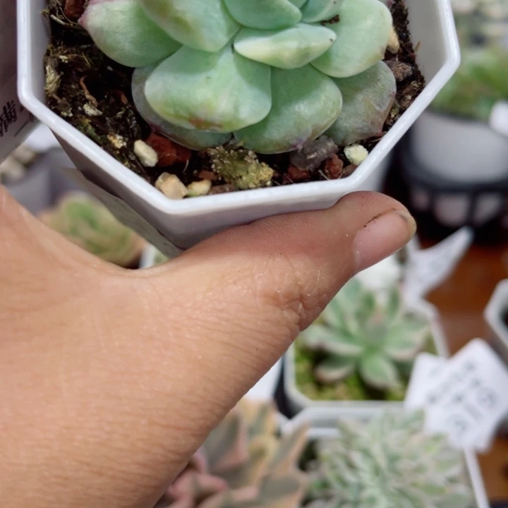 冰魄石化锦多肉植物335