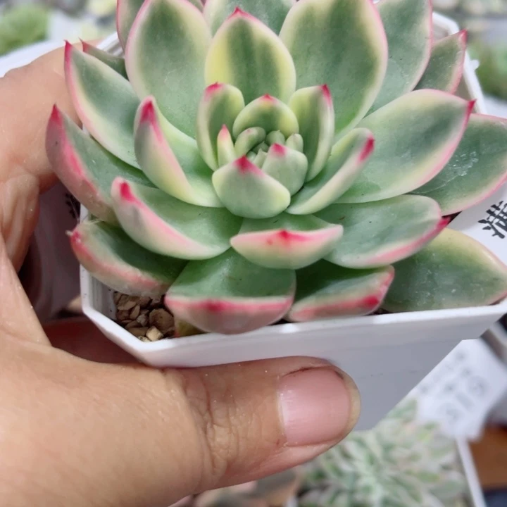 桃花锦多肉葡萄286