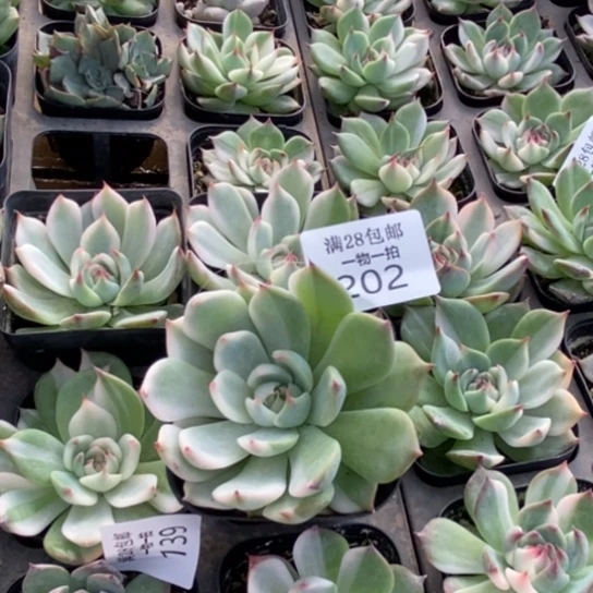 吉娃娃锦多肉植物202