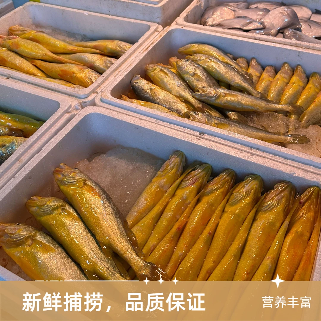 【福利小黄鱼】宁波海鲜新鲜海捕小黄鱼6条