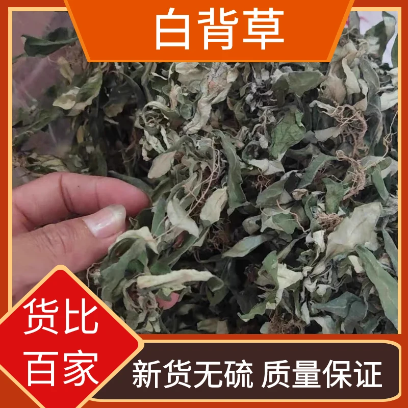 精选正品白背草白背仔白花地斩头白背草农家自晒干货包邮非益母草