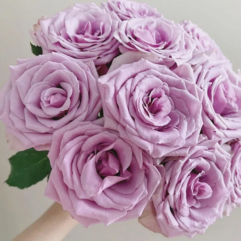 紫霞仙子，单头玫瑰鲜切花昆明斗南直发包邮