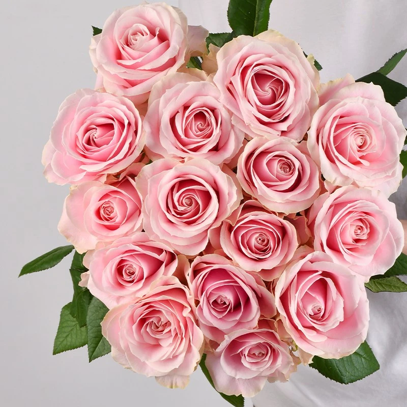 粉红雪山玫瑰鲜切花10枝云南昆明斗南基地直发包邮