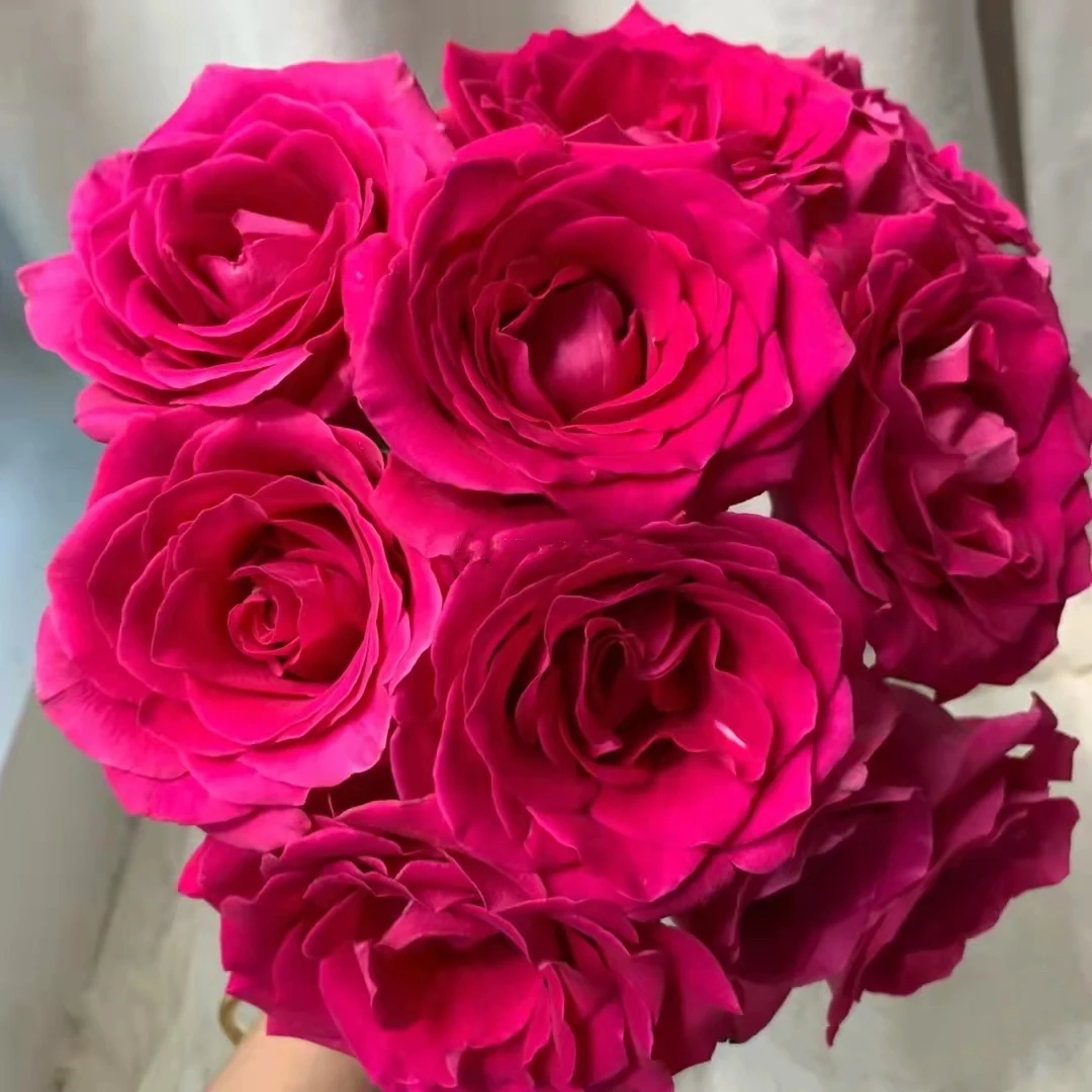 弗洛伊德  一单包邮单头玫瑰鲜切花云南昆明直发