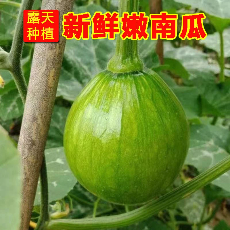 湖北农家露天新鲜嫩南瓜小南瓜青南瓜净含量3斤应季蔬菜