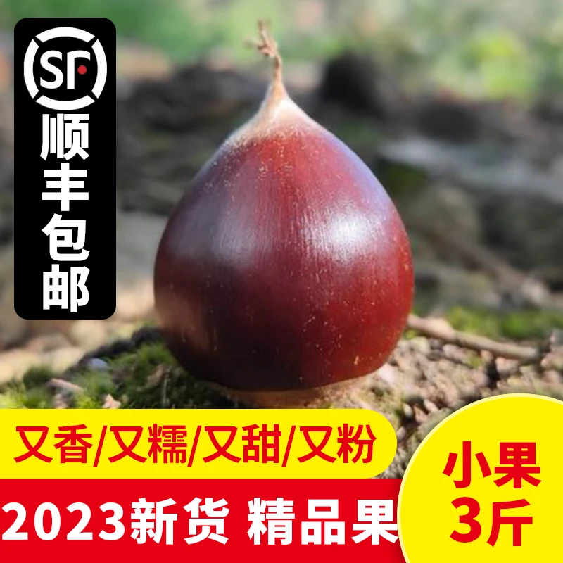minong/觅农新鲜锥栗现摘野栗子生板栗小毛栗油锥栗 3斤精挑小果