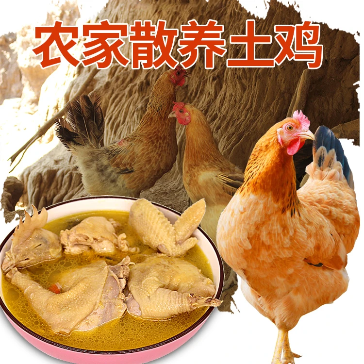 【拍一发二只】5斤农家散养黄油老母鸡五谷杂粮土鸡煲汤冷冻老母鸡