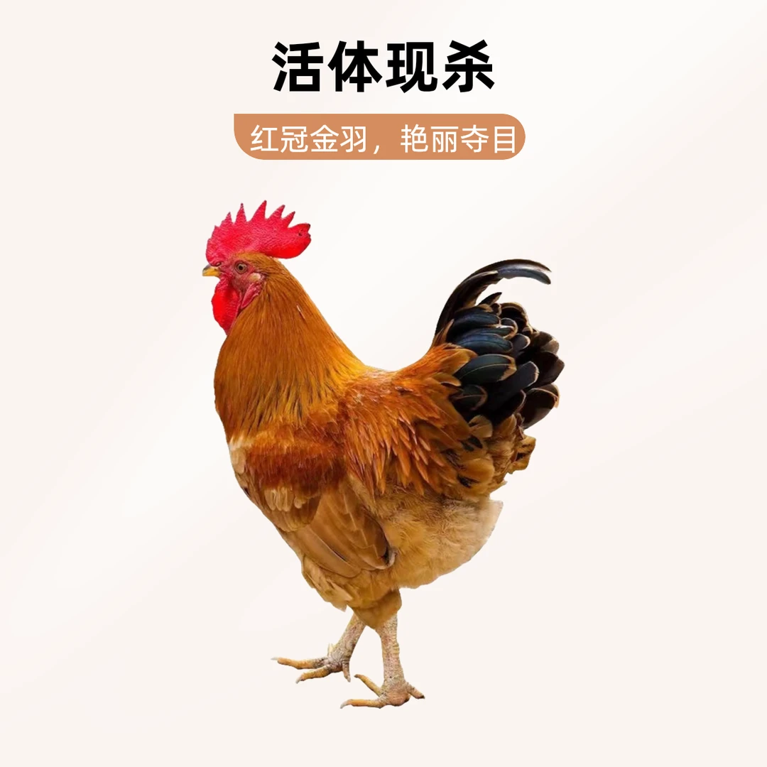 买一送一只黑脚大公鸡净重6斤新鲜现杀农村大公鸡顺丰冷链