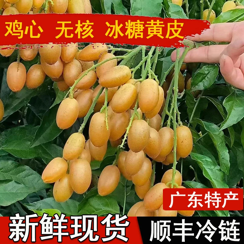 广东黄皮果纯甜冰糖黄皮郁南无核黄皮广东鸡心黄皮新鲜顺丰包邮