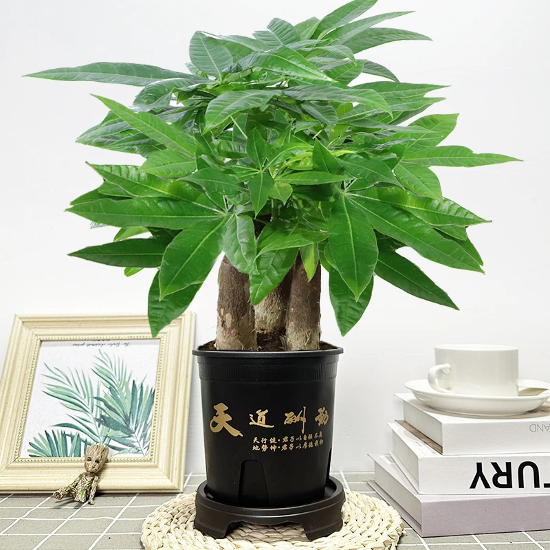 【一盆三颗】AA+三杆发财树盆栽室内花卉绿植办公天道酬勤盆栽植物