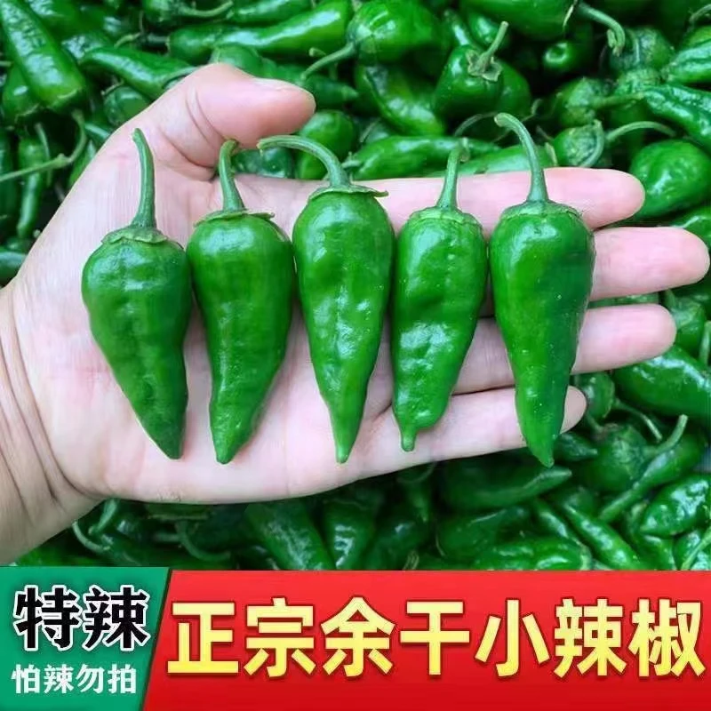 新鲜特辣余干辣椒土辣椒1斤3斤装5斤装余干椒