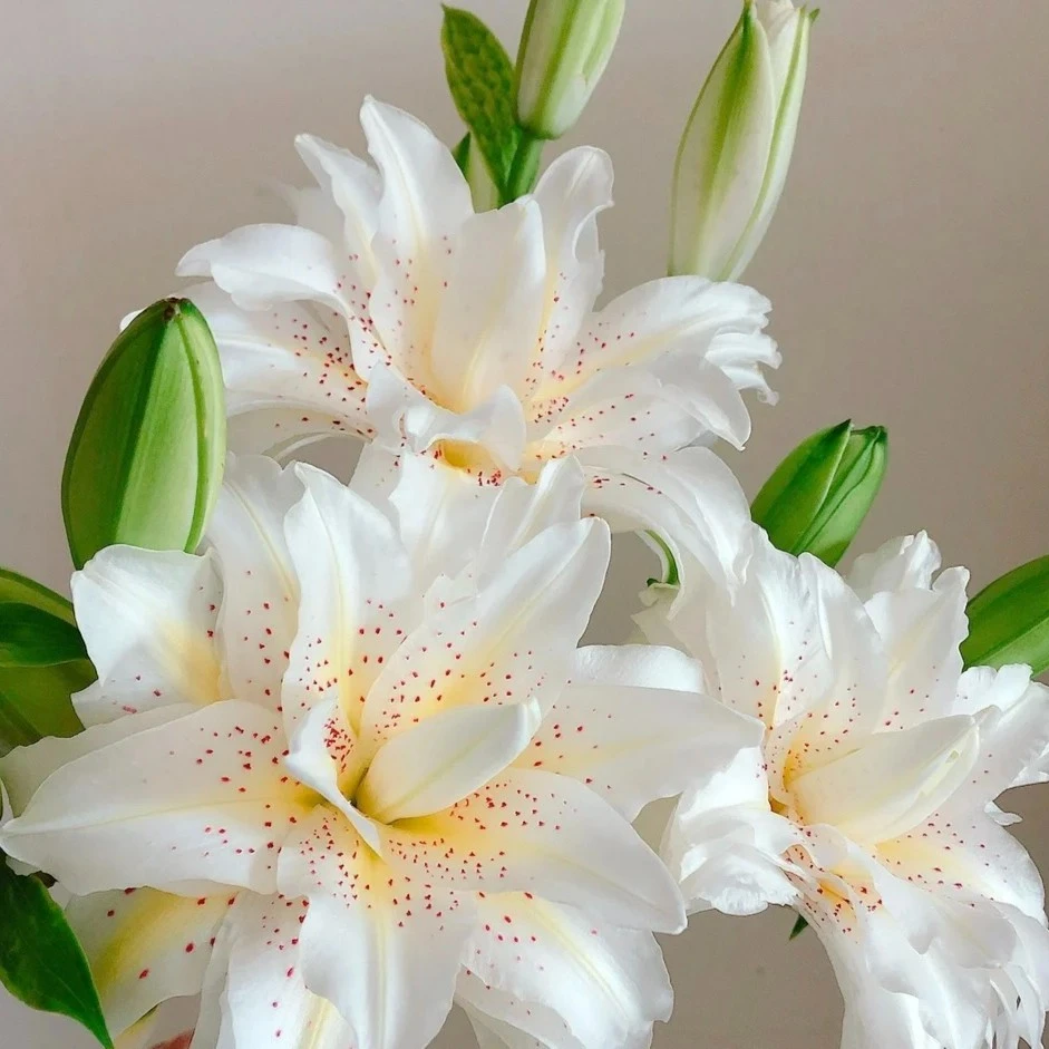 【三搭花开】白拉菲重瓣香水百合新鲜浪漫花型