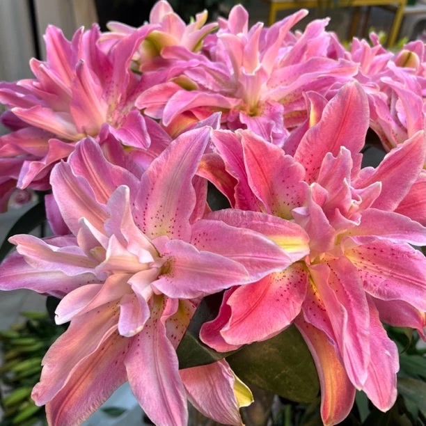 【十三花开】红蜜糖重瓣香水百合