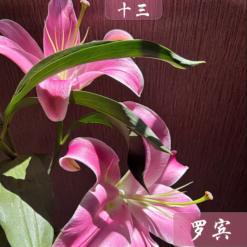 【十三花开】粉色单瓣香水百合根据当地紫外线上色度不同