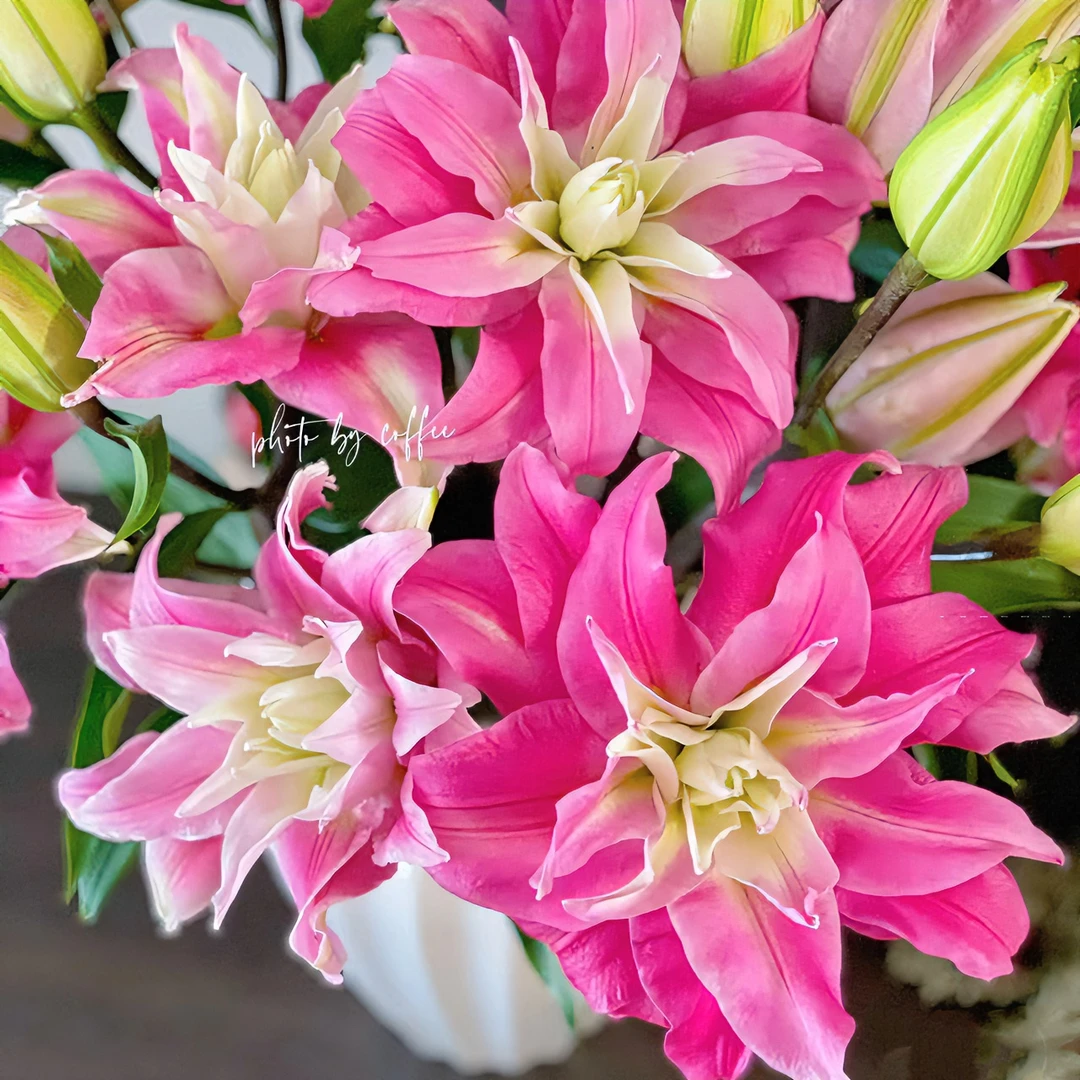 【十三花开】浪漫可可重瓣香水百合根据当地天气上色程度不同