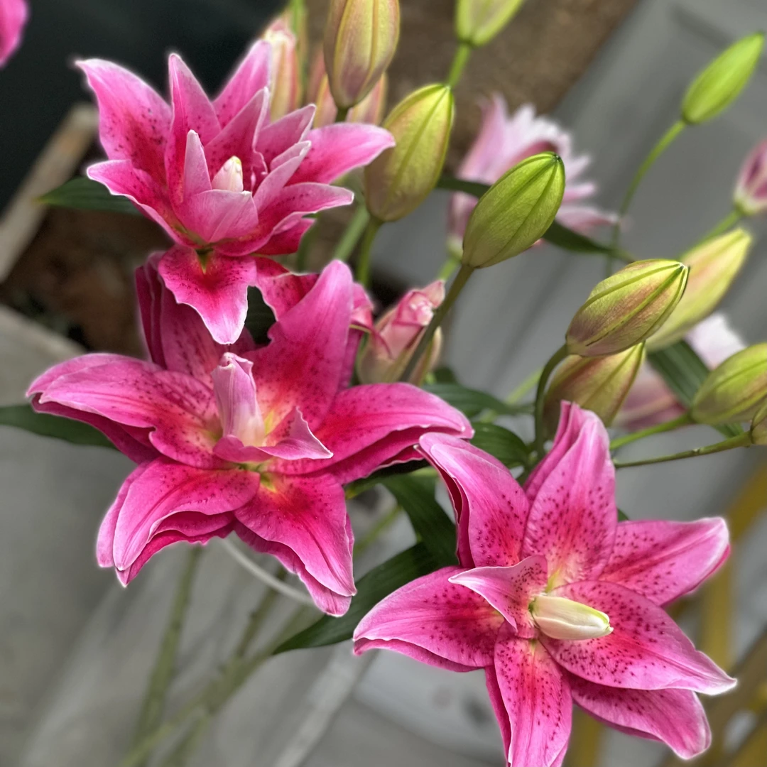 达琳达重瓣香水百合