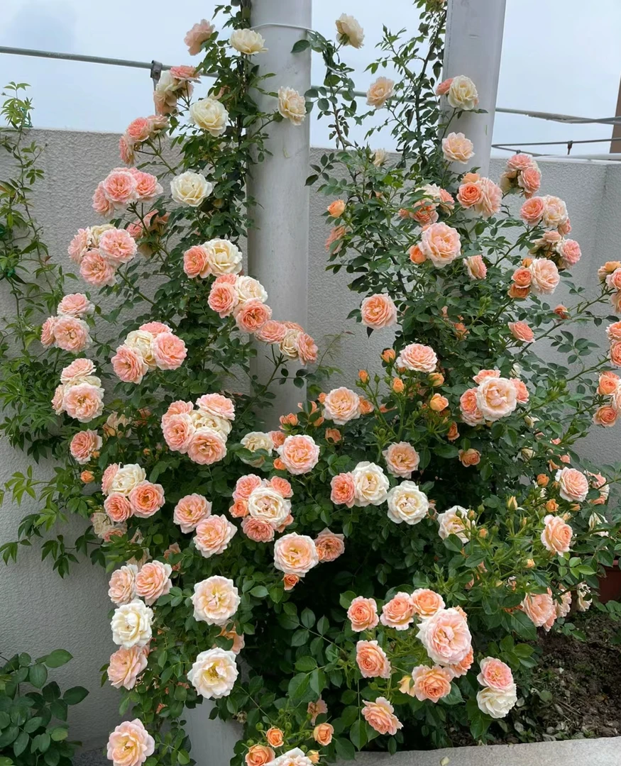 欧洲月季【甜梦】微月阳台盆栽的藤本多头微型爬藤橙色月季花苗